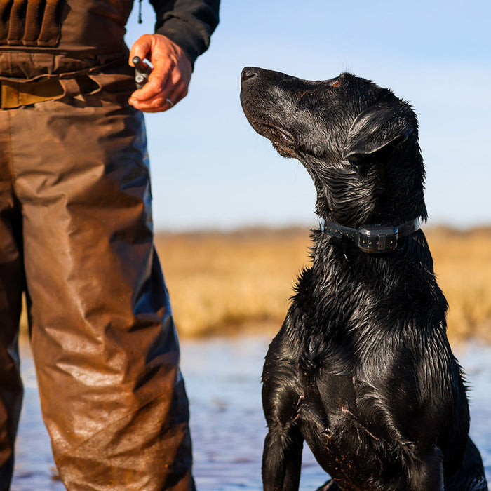 Garmin Delta SE Dog Training System